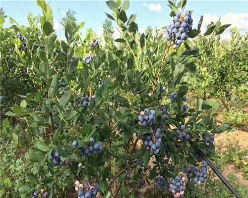 蓝莓树什么品种最好?如何选择适合自家种植的蓝莓树品种? 蓝莓树什么品种最好?如何选择适合自家种植的蓝莓树品种?