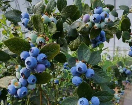蓝莓树什么品种最好?如何选择适合自家种植的蓝莓树品种?