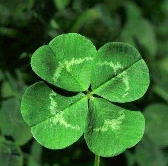 四叶草又叫什么草?它有哪些神秘的含义和传说? 四叶草又叫什么草?它有哪些神秘的含义和传说?
