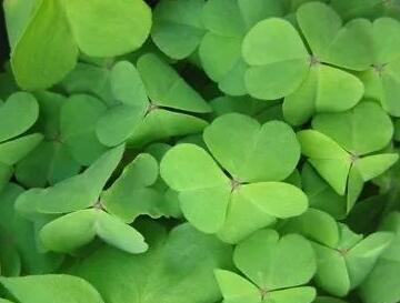 四叶草又叫什么草?它有哪些神秘的含义和传说? 四叶草又叫什么草?它有哪些神秘的含义和传说?