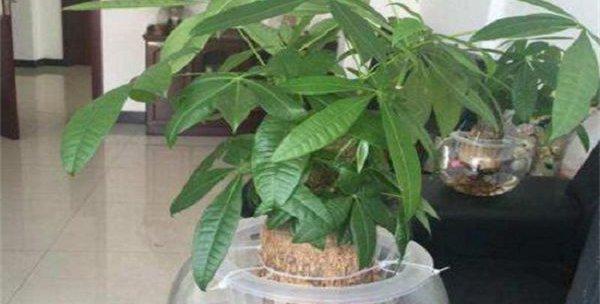发财树可以水培吗?水培发财树的正确方法是什么?