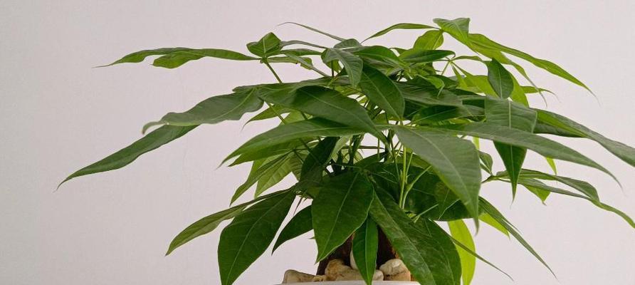 发财树可以水培吗?水培发财树的正确方法是什么? 发财树可以水培吗?水培发财树的正确方法是什么?