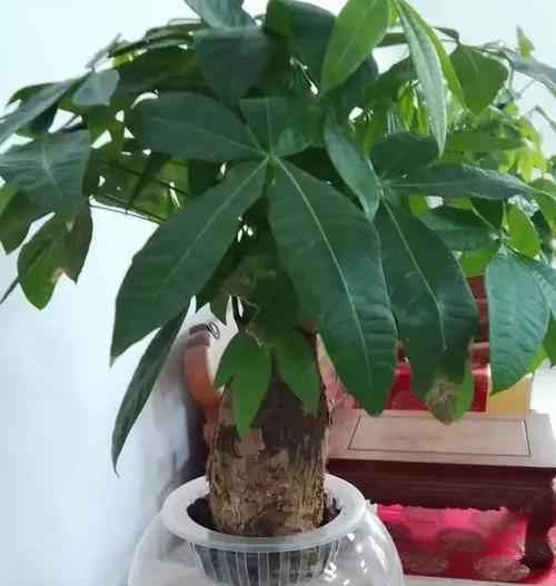 发财树可以水培吗?水培发财树的正确方法是什么? 发财树可以水培吗?水培发财树的正确方法是什么?