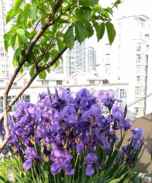 什么花的花语代表复活?了解复活节花卉的含义是什么? 什么花的花语代表复活?了解复活节花卉的含义是什么?