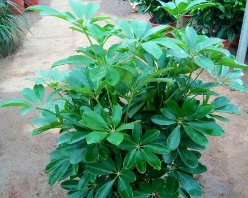 鸭掌树养殖方法是什么?养殖过程中需要注意哪些事项? 鸭掌树养殖方法是什么?养殖过程中需要注意哪些事项?