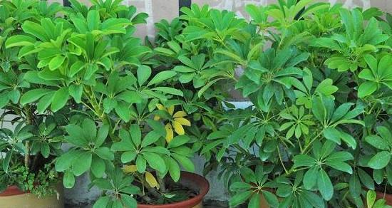 鸭掌树养殖方法是什么?养殖过程中需要注意哪些事项?