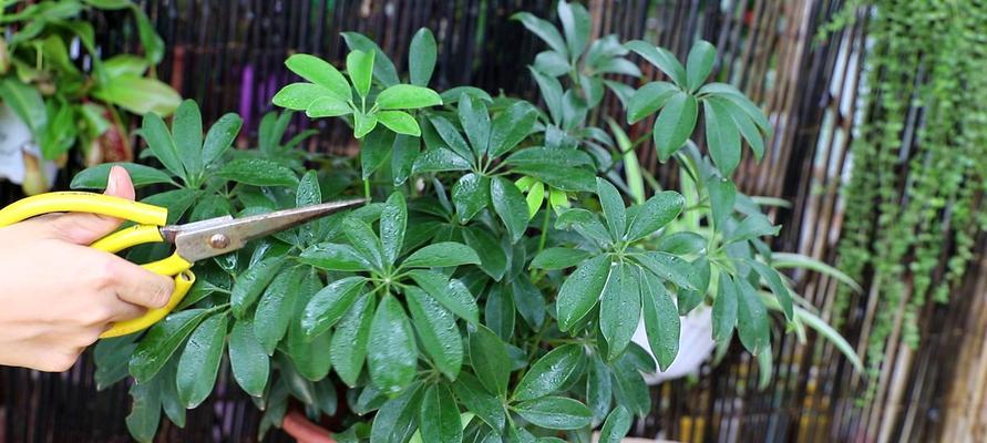 鸭掌树养殖方法是什么?养殖过程中需要注意哪些事项? 鸭掌树养殖方法是什么?养殖过程中需要注意哪些事项?