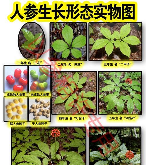 人参果扦插生根最快方法是什么? 人参果扦插生根最快方法是什么?