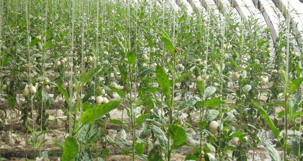 人参果扦插生根最快方法是什么? 人参果扦插生根最快方法是什么?