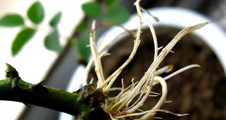 人参果扦插生根最快方法是什么? 人参果扦插生根最快方法是什么?