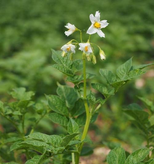 茄子属于茄科吗?它是草本植物吗? 茄子属于茄科吗?它是草本植物吗?
