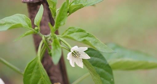 茄子属于茄科吗?它是草本植物吗? 茄子属于茄科吗?它是草本植物吗?