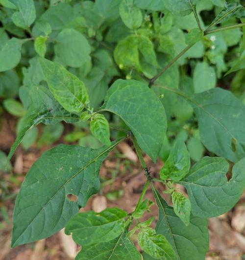 茄子属于茄科吗?它是草本植物吗? 茄子属于茄科吗?它是草本植物吗?