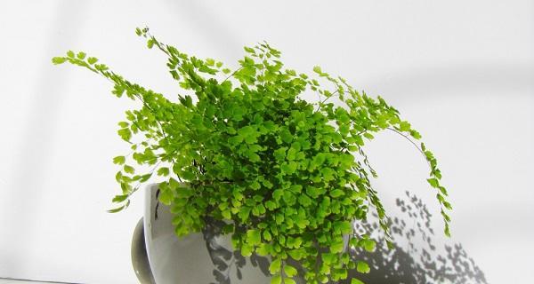 铁线厥养殖需要注意什么?如何正确养殖铁线厥? 铁线厥养殖需要注意什么?如何正确养殖铁线厥?