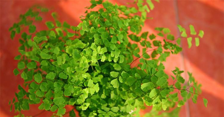 铁线厥养殖需要注意什么?如何正确养殖铁线厥? 铁线厥养殖需要注意什么?如何正确养殖铁线厥?