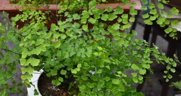 铁线厥养殖需要注意什么?如何正确养殖铁线厥? 铁线厥养殖需要注意什么?如何正确养殖铁线厥?