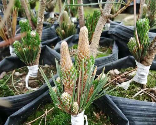 松树可以嫁接吗？嫁接松树的正确方法和注意事项是什么？