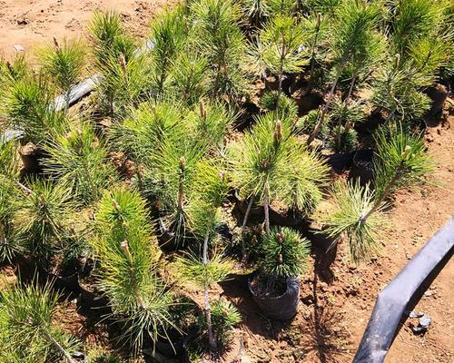 松树可以嫁接吗?嫁接松树的正确方法和注意事项是什么?