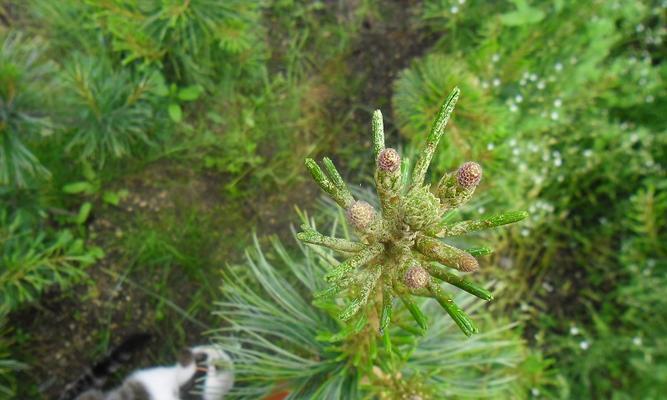 松树可以嫁接吗？嫁接松树的正确方法和注意事项是什么？