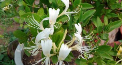 金银花繁殖方法有哪些?繁殖时应注意哪些问题? 金银花繁殖方法有哪些?繁殖时应注意哪些问题?