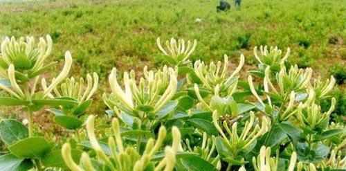 金银花繁殖方法有哪些?繁殖时应注意哪些问题? 金银花繁殖方法有哪些?繁殖时应注意哪些问题?