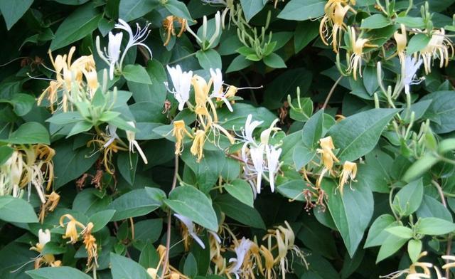 金银花繁殖方法有哪些?繁殖时应注意哪些问题? 金银花繁殖方法有哪些?繁殖时应注意哪些问题?