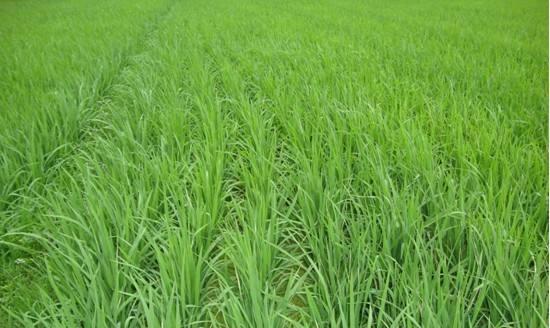 水稻用什么肥料最好?如何根据土壤类型选择合适的肥料? 水稻用什么肥料最好?如何根据土壤类型选择合适的肥料?