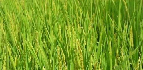 水稻用什么肥料最好?如何根据土壤类型选择合适的肥料? 水稻用什么肥料最好?如何根据土壤类型选择合适的肥料?