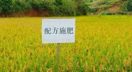 水稻用什么肥料最好?如何根据土壤类型选择合适的肥料? 水稻用什么肥料最好?如何根据土壤类型选择合适的肥料?