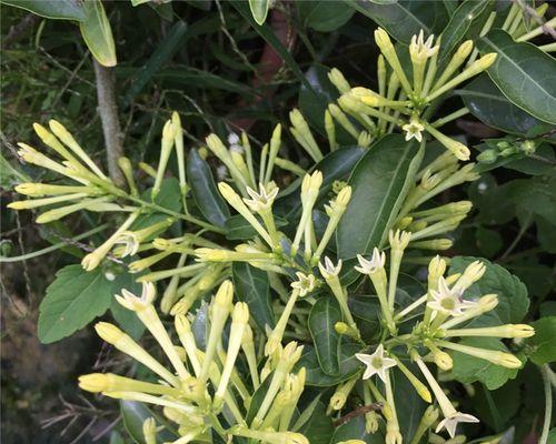 夜来香树长什么样子?如何辨认夜来香树的特征? 夜来香树长什么样子?如何辨认夜来香树的特征?