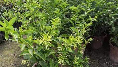 夜来香树长什么样子?如何辨认夜来香树的特征? 夜来香树长什么样子?如何辨认夜来香树的特征?