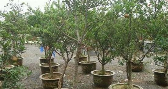 石榴树修剪的最佳时间是什么时候?修剪后需要注意什么? 石榴树修剪的最佳时间是什么时候?修剪后需要注意什么?