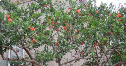 石榴树修剪的最佳时间是什么时候?修剪后需要注意什么? 石榴树修剪的最佳时间是什么时候?修剪后需要注意什么?