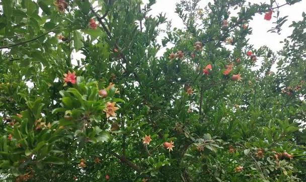 石榴树修剪的最佳时间是什么时候?修剪后需要注意什么? 石榴树修剪的最佳时间是什么时候?修剪后需要注意什么?