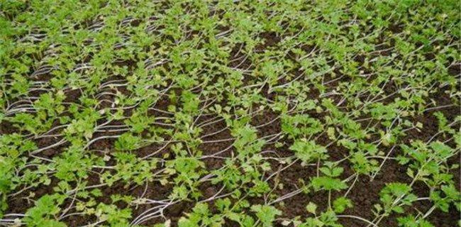 芹菜种子催芽方法是什么?如何正确进行催芽操作? 芹菜种子催芽方法是什么?如何正确进行催芽操作?