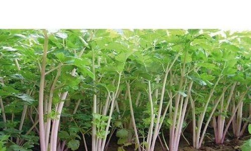 芹菜种子催芽方法是什么?如何正确进行催芽操作?