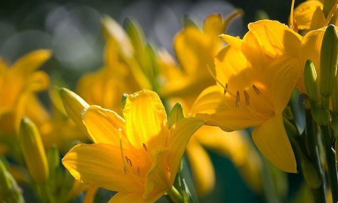 什么花代表纯洁?揭秘纯洁之花的象征意义