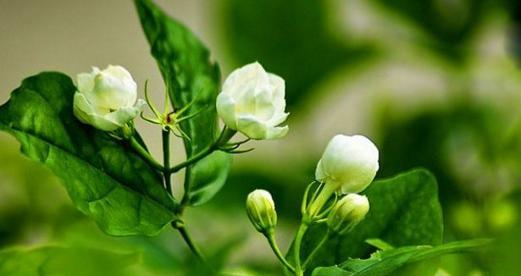 什么花代表纯洁?揭秘纯洁之花的象征意义 什么花代表纯洁?揭秘纯洁之花的象征意义