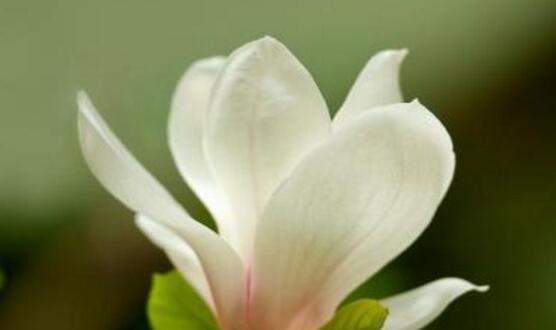 什么花代表纯洁?揭秘纯洁之花的象征意义 什么花代表纯洁?揭秘纯洁之花的象征意义