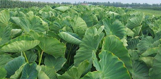 芋头什么时候上市?不同季节的成熟特点是什么? 芋头什么时候上市?不同季节的成熟特点是什么?