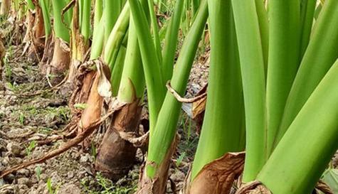芋头什么时候上市?不同季节的成熟特点是什么? 芋头什么时候上市?不同季节的成熟特点是什么?