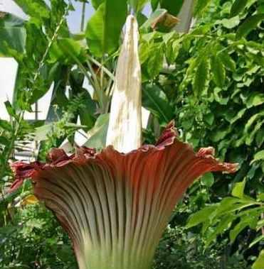 热带雨林植物有哪些种类?它们的生存特点是什么?