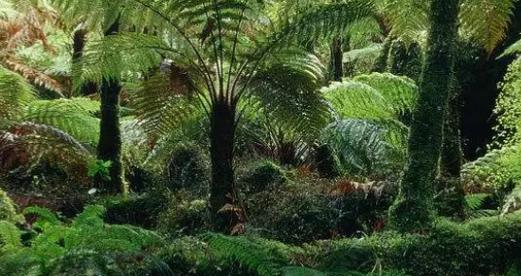 热带雨林植物有哪些种类?它们的生存特点是什么? 热带雨林植物有哪些种类?它们的生存特点是什么?