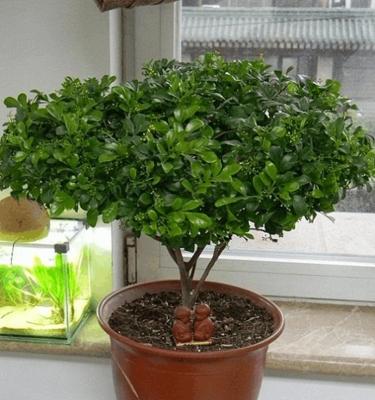 米兰剪枝修剪的最佳时间和步骤是什么? 米兰剪枝修剪的最佳时间和步骤是什么?