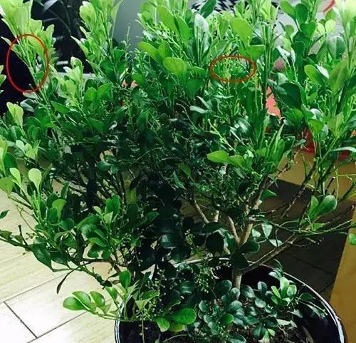 米兰剪枝修剪的最佳时间和步骤是什么? 米兰剪枝修剪的最佳时间和步骤是什么?