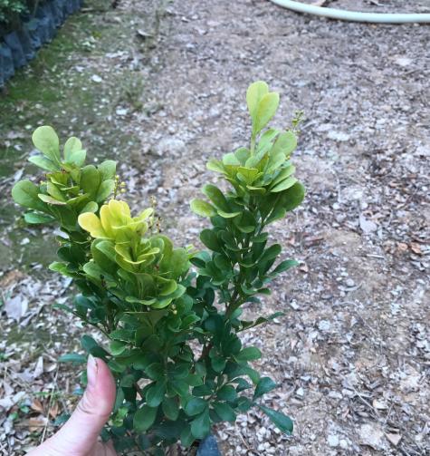 米兰剪枝修剪的最佳时间和步骤是什么? 米兰剪枝修剪的最佳时间和步骤是什么?