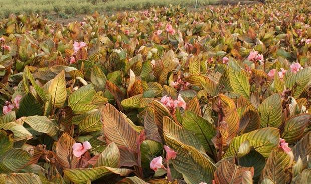 美人蕉冬天开花吗?如何确保冬季也能观赏到美人蕉的花朵? 美人蕉冬天开花吗?如何确保冬季也能观赏到美人蕉的花朵?