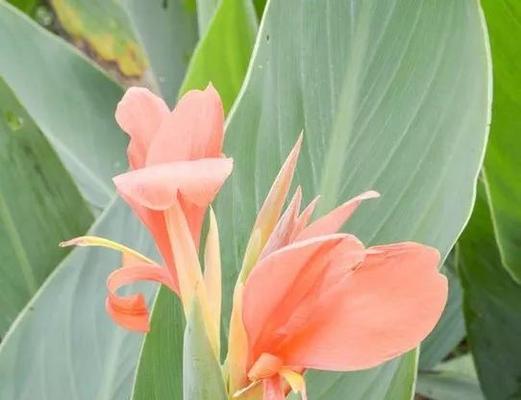 美人蕉冬天开花吗?如何确保冬季也能观赏到美人蕉的花朵?