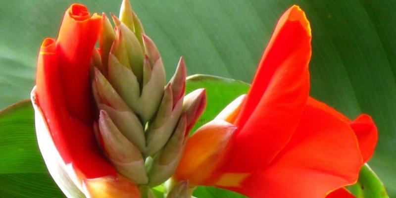 美人蕉冬天开花吗?如何确保冬季也能观赏到美人蕉的花朵? 美人蕉冬天开花吗?如何确保冬季也能观赏到美人蕉的花朵?