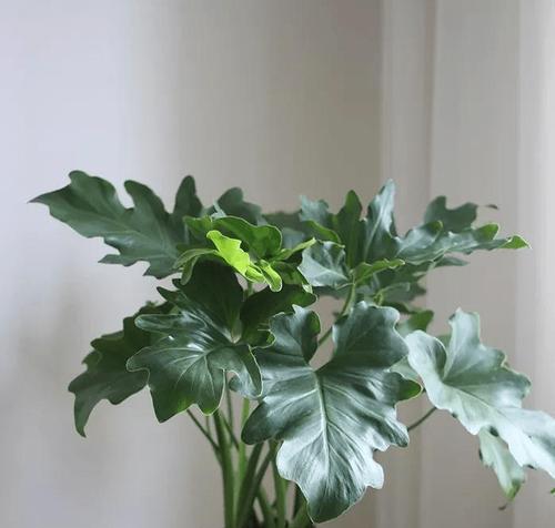 春羽植物放在卧室安全吗？需要注意什么？